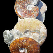 Ammonite specimen piece from Madagascar 250*180*110mm 3700g in sunlight - Rocks and Things Store