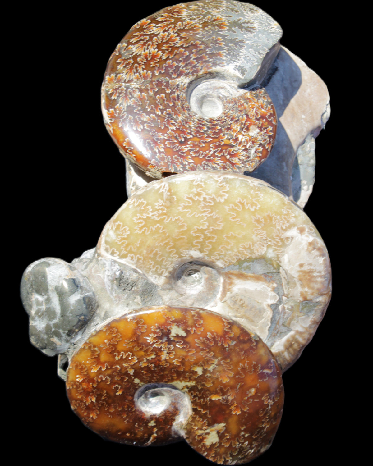 Ammonite specimen piece from Madagascar 250*180*110mm 3700g in sunlight - Rocks and Things Store