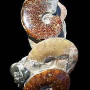 Ammonite specimen piece from Madagascar 250*180*110mm 3700g in sunlight - Rocks and Things Store