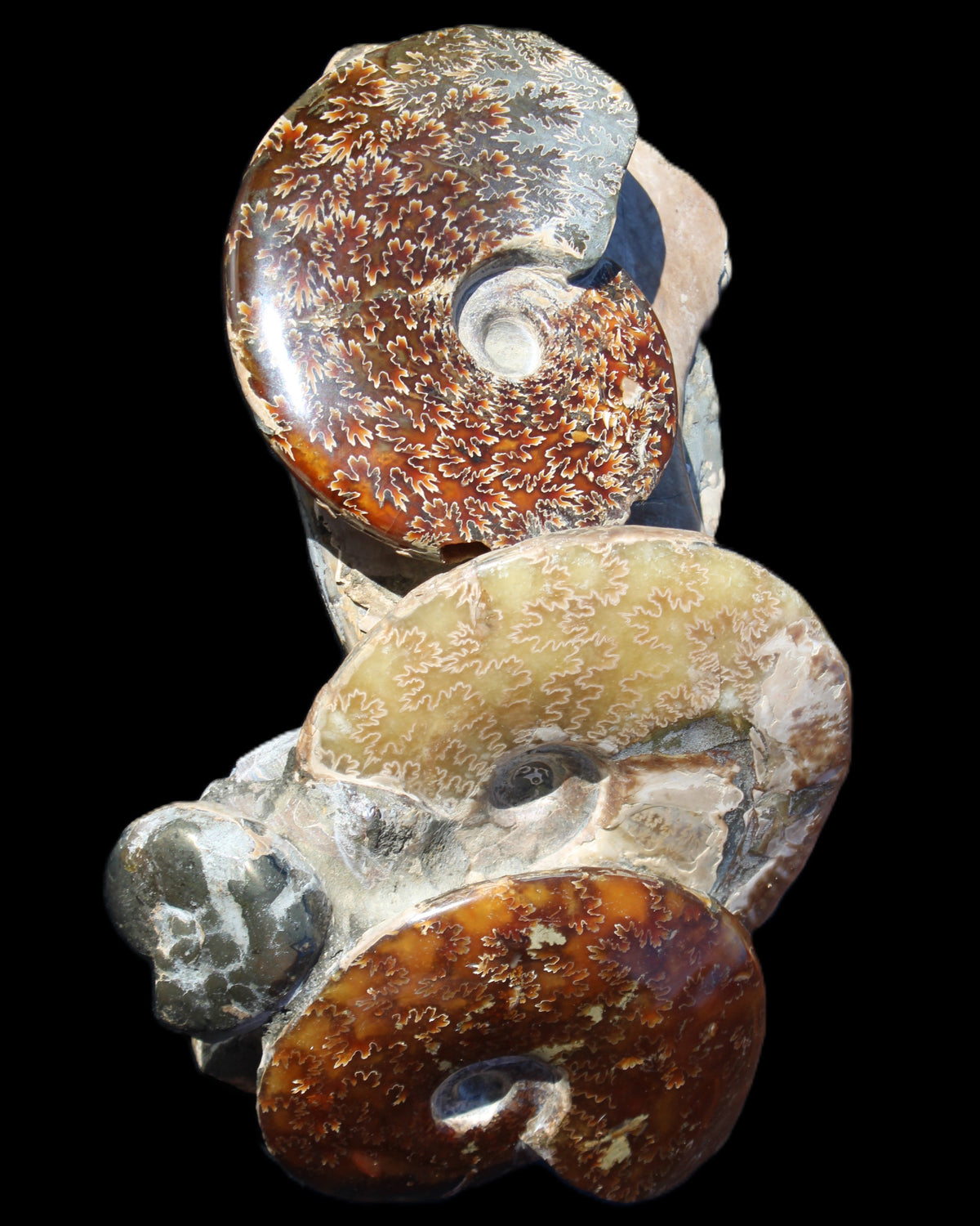 Ammonite specimen piece from Madagascar 250*180*110mm 3700g in sunlight - Rocks and Things Store