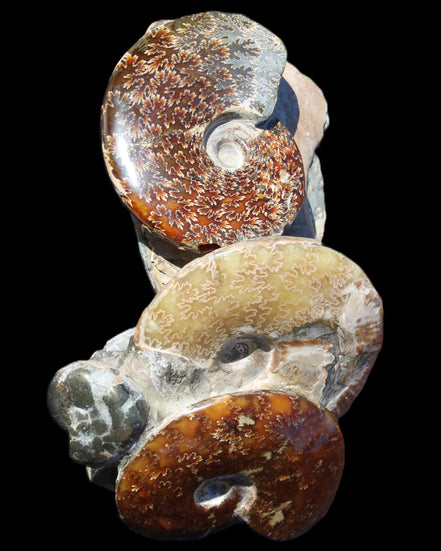 Ammonite specimen piece from Madagascar 250*180*110mm 3700g in sunlight - Rocks and Things Store