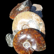 Ammonite specimen piece from Madagascar 250*180*110mm 3700g in sunlight - Rocks and Things Store