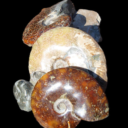 Ammonite specimen piece from Madagascar 250*180*110mm 3700g in sunlight - Rocks and Things Store