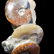 Ammonite specimen piece from Madagascar 250*180*110mm 3700g in sunlight - Rocks and Things Store