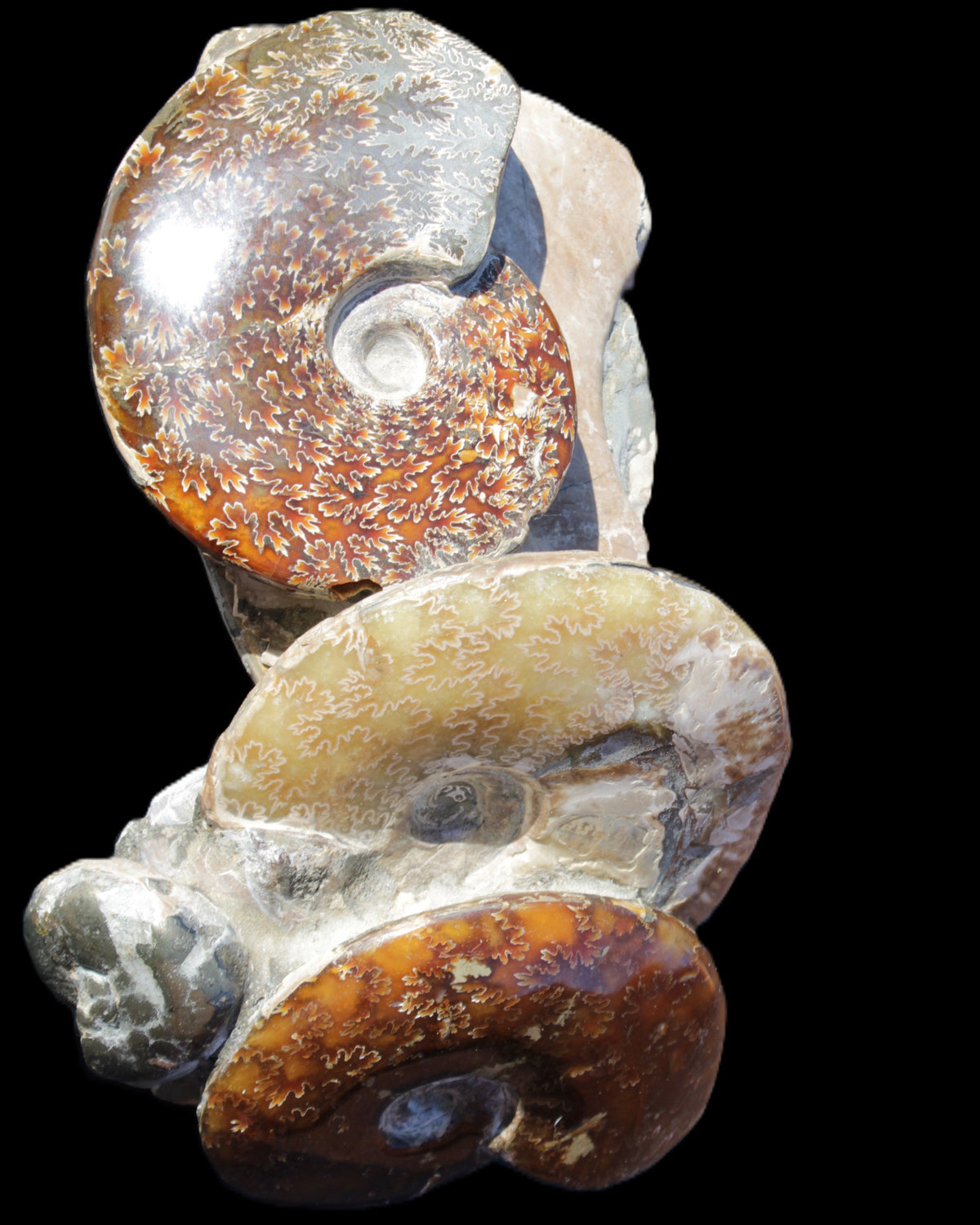 Ammonite specimen piece from Madagascar 250*180*110mm 3700g in sunlight - Rocks and Things Store