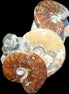 Ammonite specimen piece from Madagascar 250*180*110mm 3700g in sunlight - Rocks and Things Store