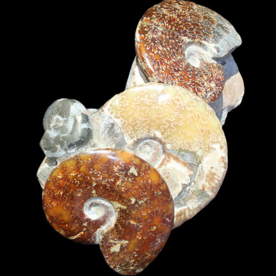 Ammonite specimen piece from Madagascar 250*180*110mm 3700g in sunlight - Rocks and Things Store