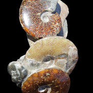 Ammonite specimen piece from Madagascar 250*180*110mm 3700g in sunlight - Rocks and Things Store
