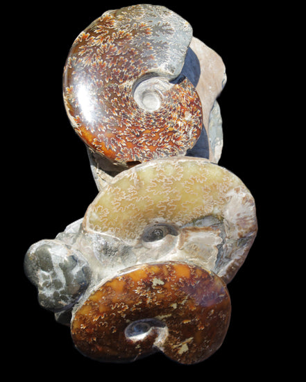 Ammonite specimen piece from Madagascar 250*180*110mm 3700g in sunlight - Rocks and Things Store