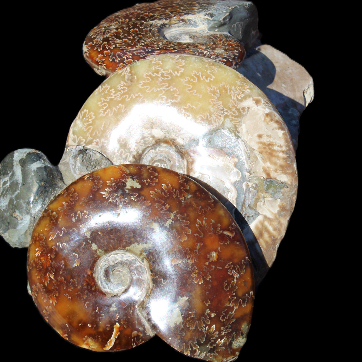 Ammonite specimen piece from Madagascar 250*180*110mm 3700g in sunlight - Rocks and Things Store