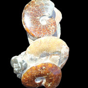 Ammonite specimen piece from Madagascar 250*180*110mm 3700g in sunlight - Rocks and Things Store