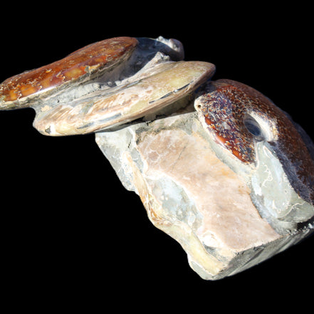 Ammonite specimen piece from Madagascar 250*180*110mm 3700g in sunlight - Rocks and Things Store