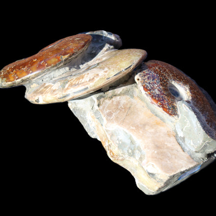 Ammonite specimen piece from Madagascar 250*180*110mm 3700g in sunlight - Rocks and Things Store