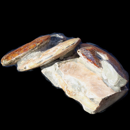 Ammonite specimen piece from Madagascar 250*180*110mm 3700g in sunlight - Rocks and Things Store