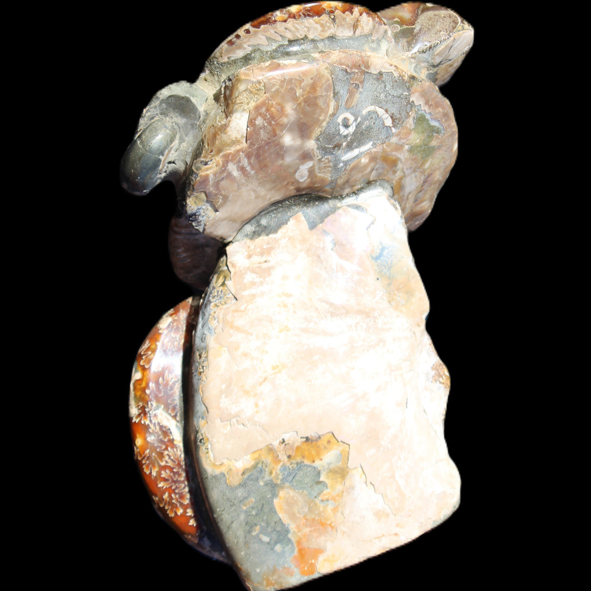Ammonite specimen piece from Madagascar 250*180*110mm 3700g in sunlight - Rocks and Things Store
