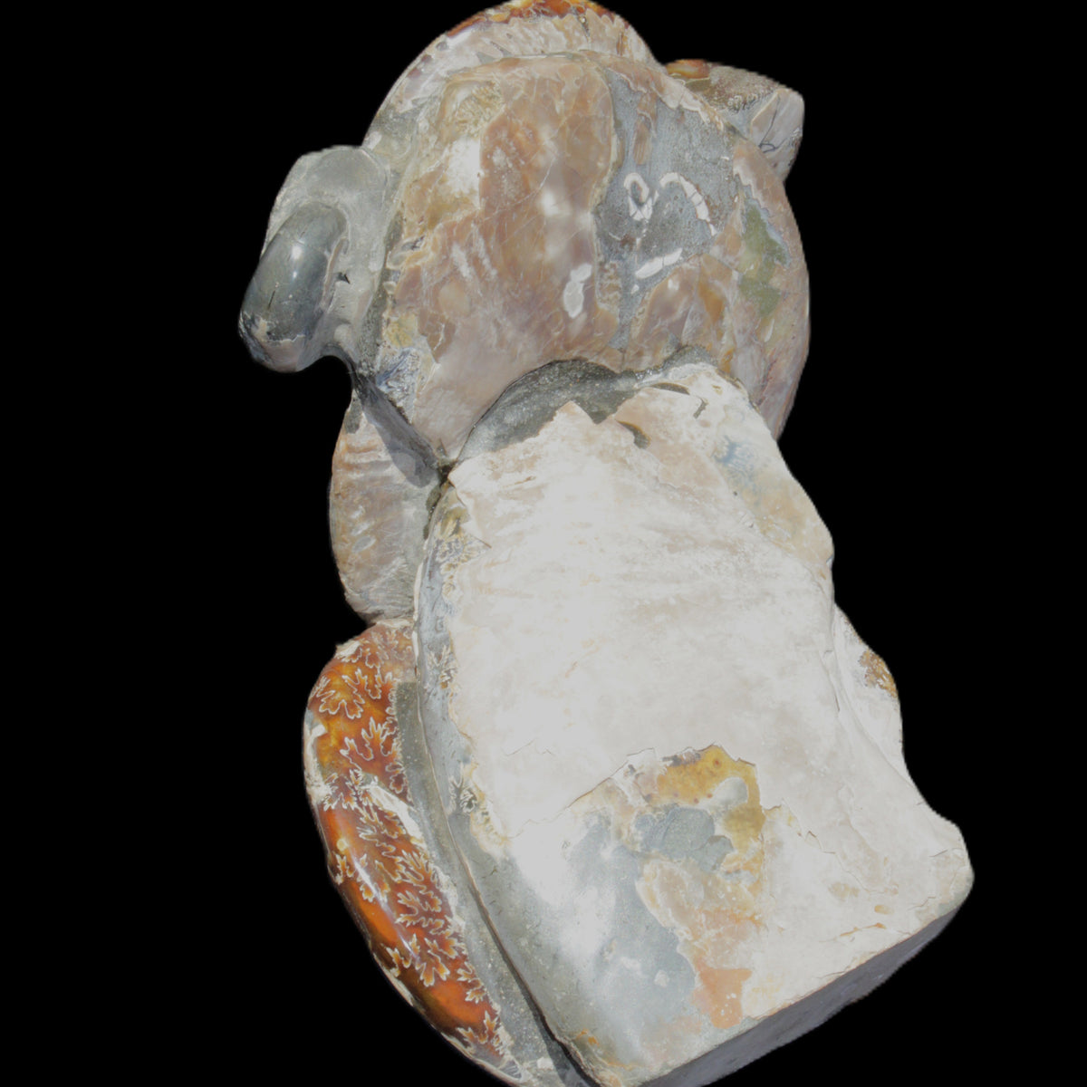 Ammonite specimen piece from Madagascar 250*180*110mm 3700g in sunlight - Rocks and Things Store