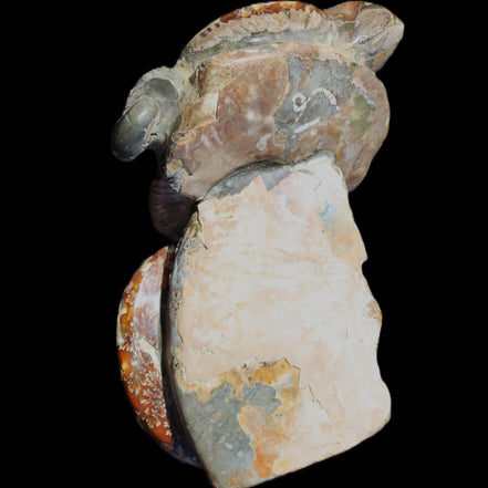 Ammonite specimen piece from Madagascar 250*180*110mm 3700g in sunlight - Rocks and Things Store