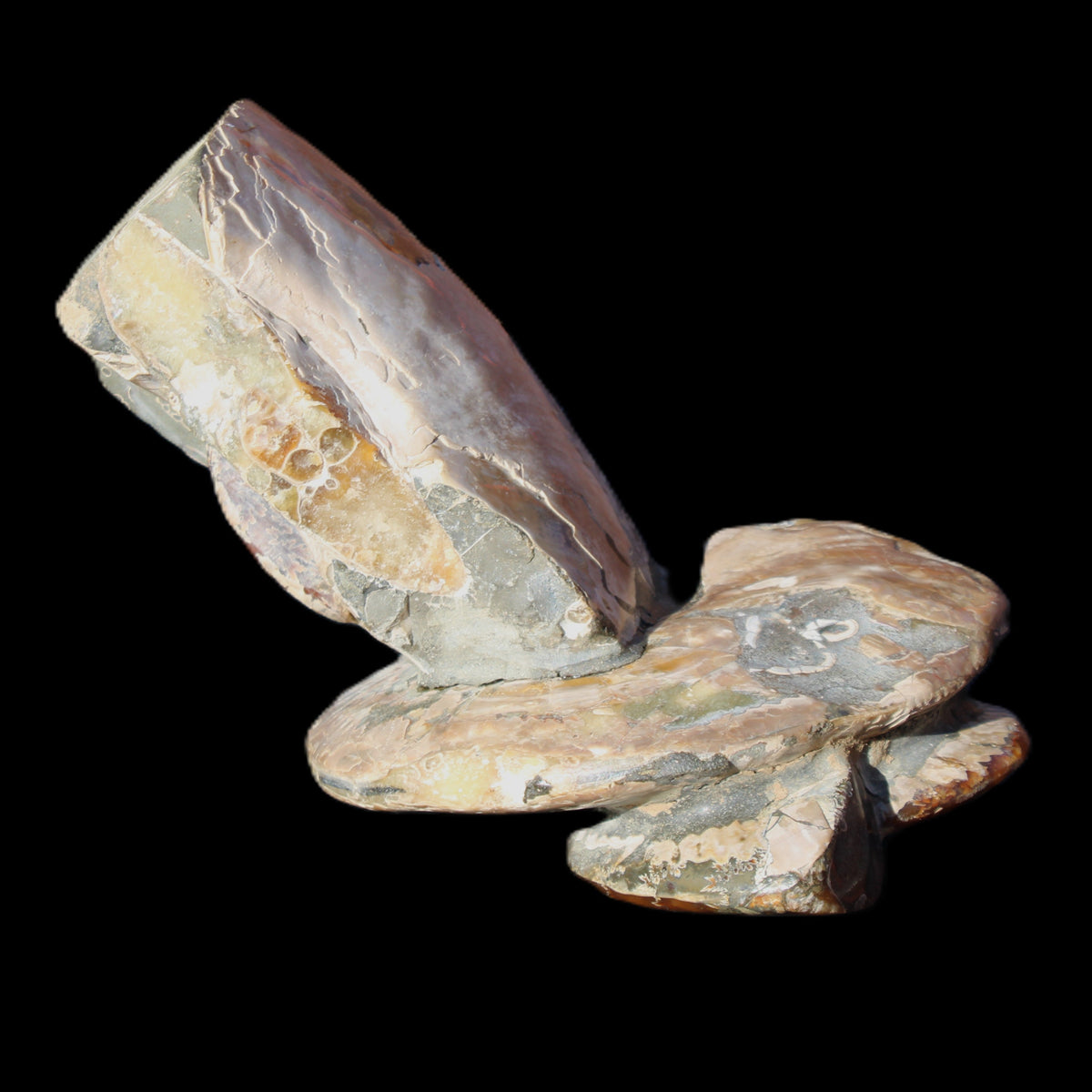 Ammonite specimen piece from Madagascar 250*180*110mm 3700g in sunlight - Rocks and Things Store