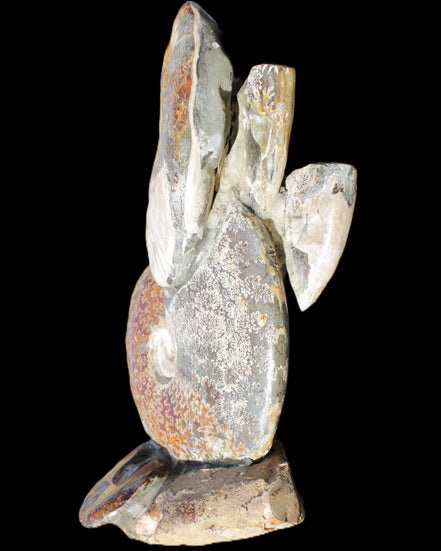 Large Ammonite specimen piece from Madagascar 310*190*120mm 4080g in sunlight - Rocks and Things Store