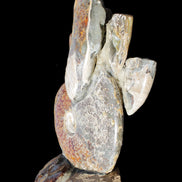 Large Ammonite specimen piece from Madagascar 310*190*120mm 4080g in sunlight - Rocks and Things Store