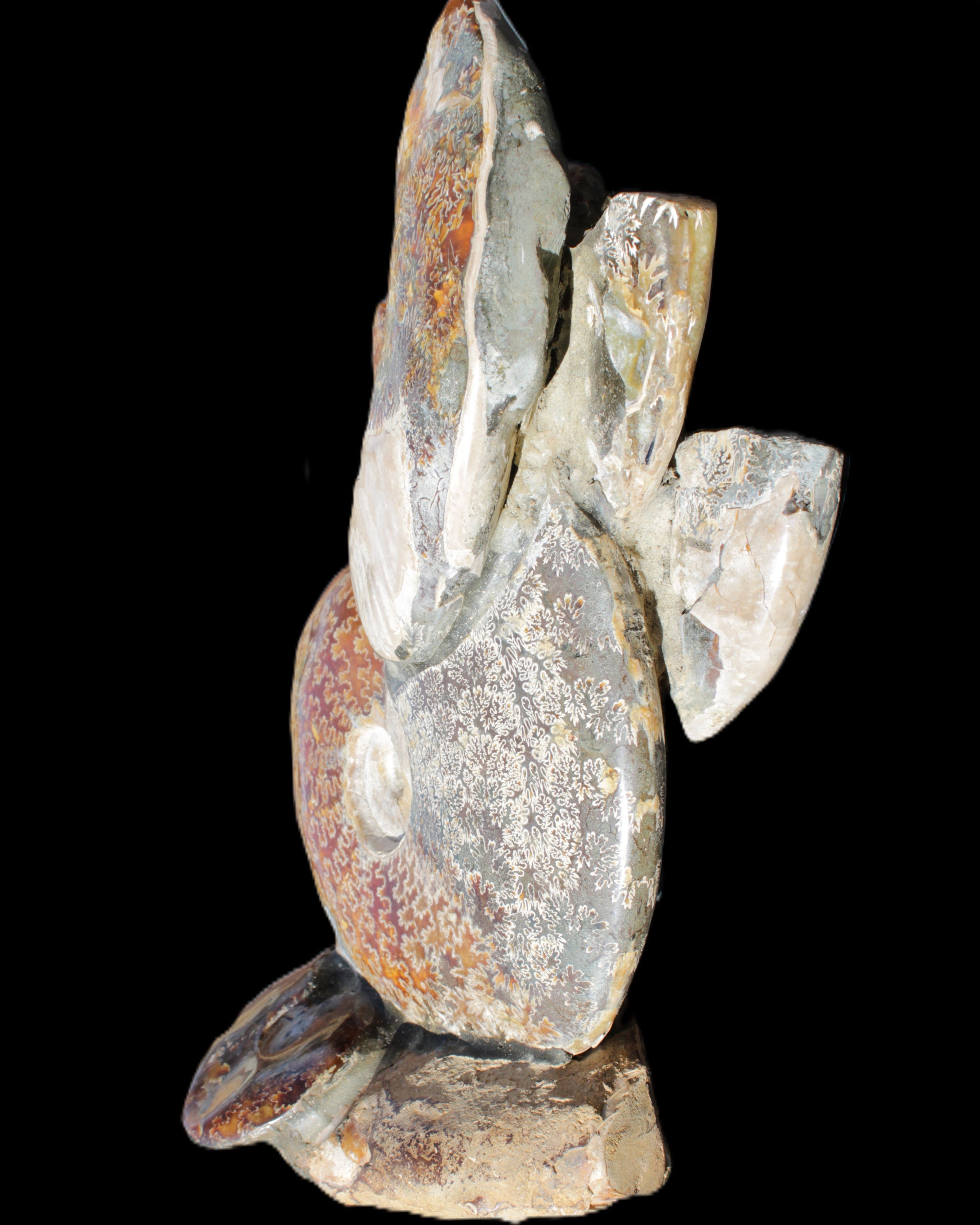 Large Ammonite specimen piece from Madagascar 310*190*120mm 4080g in sunlight - Rocks and Things Store