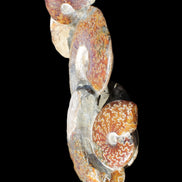 Large Ammonite specimen piece from Madagascar 310*190*120mm 4080g in sunlight - Rocks and Things Store