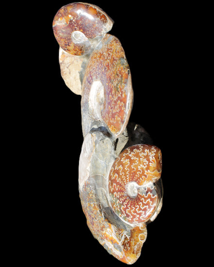 Large Ammonite specimen piece from Madagascar 310*190*120mm 4080g in sunlight - Rocks and Things Store