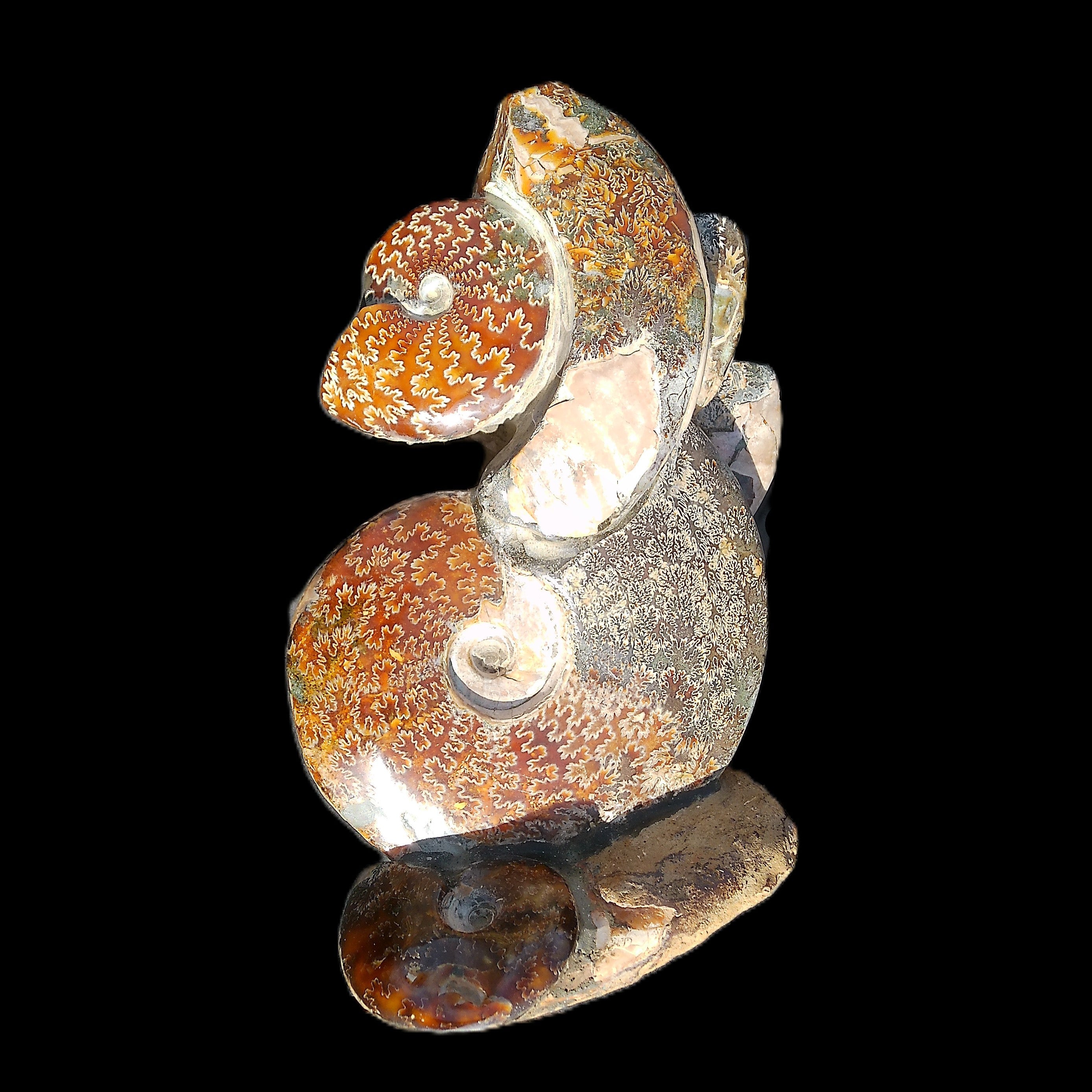 Large Ammonite specimen piece from Madagascar 310*190*120mm 4080g in sunlight - Rocks and Things Store