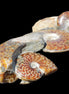 Large Ammonite specimen piece from Madagascar 310*190*120mm 4080g in sunlight - Rocks and Things Store