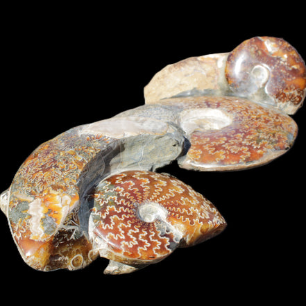 Large Ammonite specimen piece from Madagascar 310*190*120mm 4080g in sunlight - Rocks and Things Store