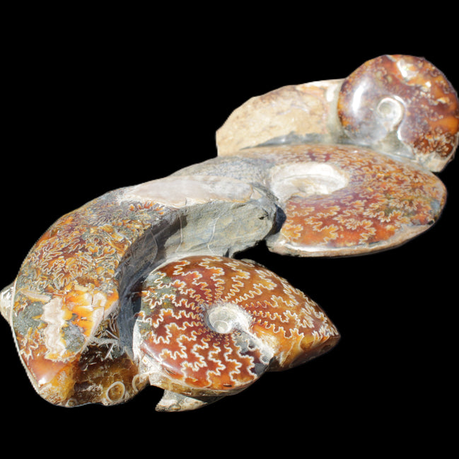Large Ammonite specimen piece from Madagascar 310*190*120mm 4080g in sunlight - Rocks and Things Store