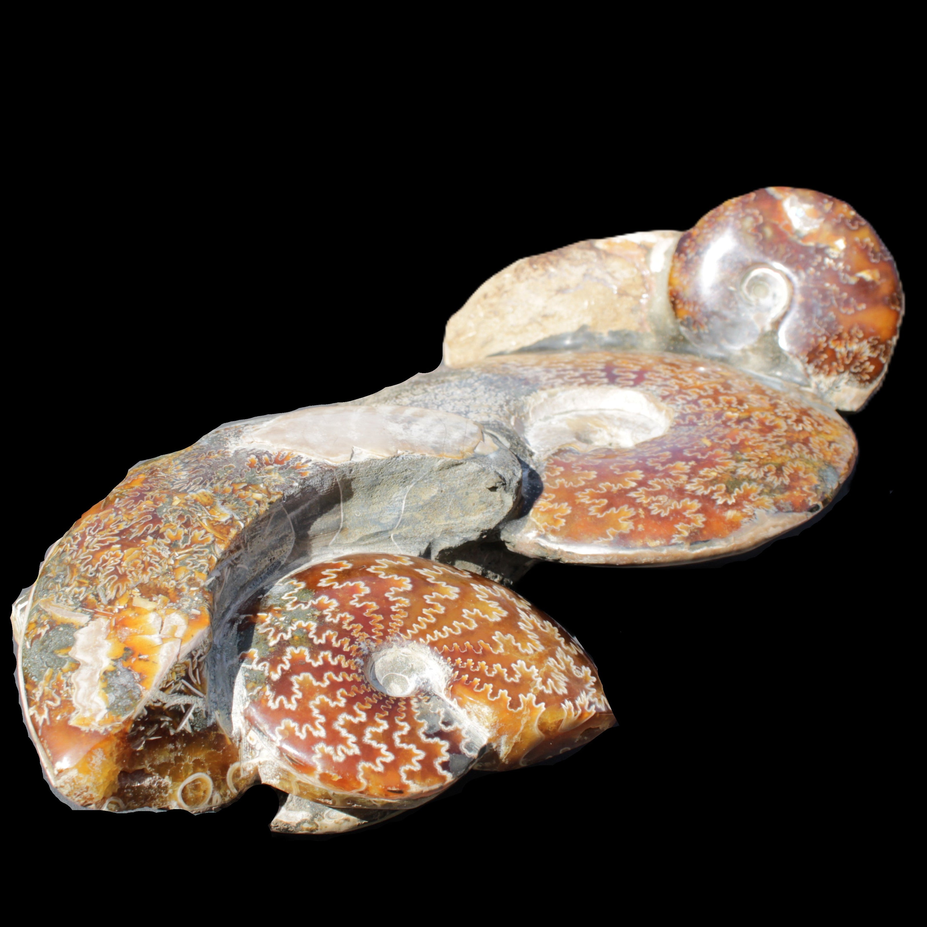 Large Ammonite specimen piece from Madagascar 310*190*120mm 4080g in sunlight - Rocks and Things Store