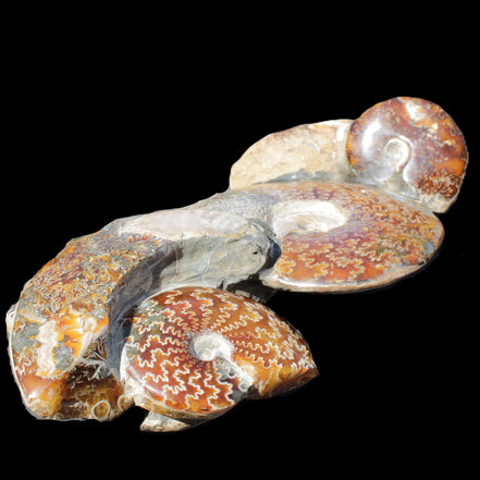 Large Ammonite specimen piece from Madagascar 310*190*120mm 4080g in sunlight - Rocks and Things Store