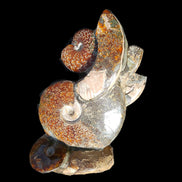 Large Ammonite specimen piece from Madagascar 310*190*120mm 4080g in sunlight - Rocks and Things Store