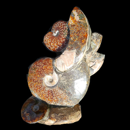 Large Ammonite specimen piece from Madagascar 310*190*120mm 4080g in sunlight - Rocks and Things Store