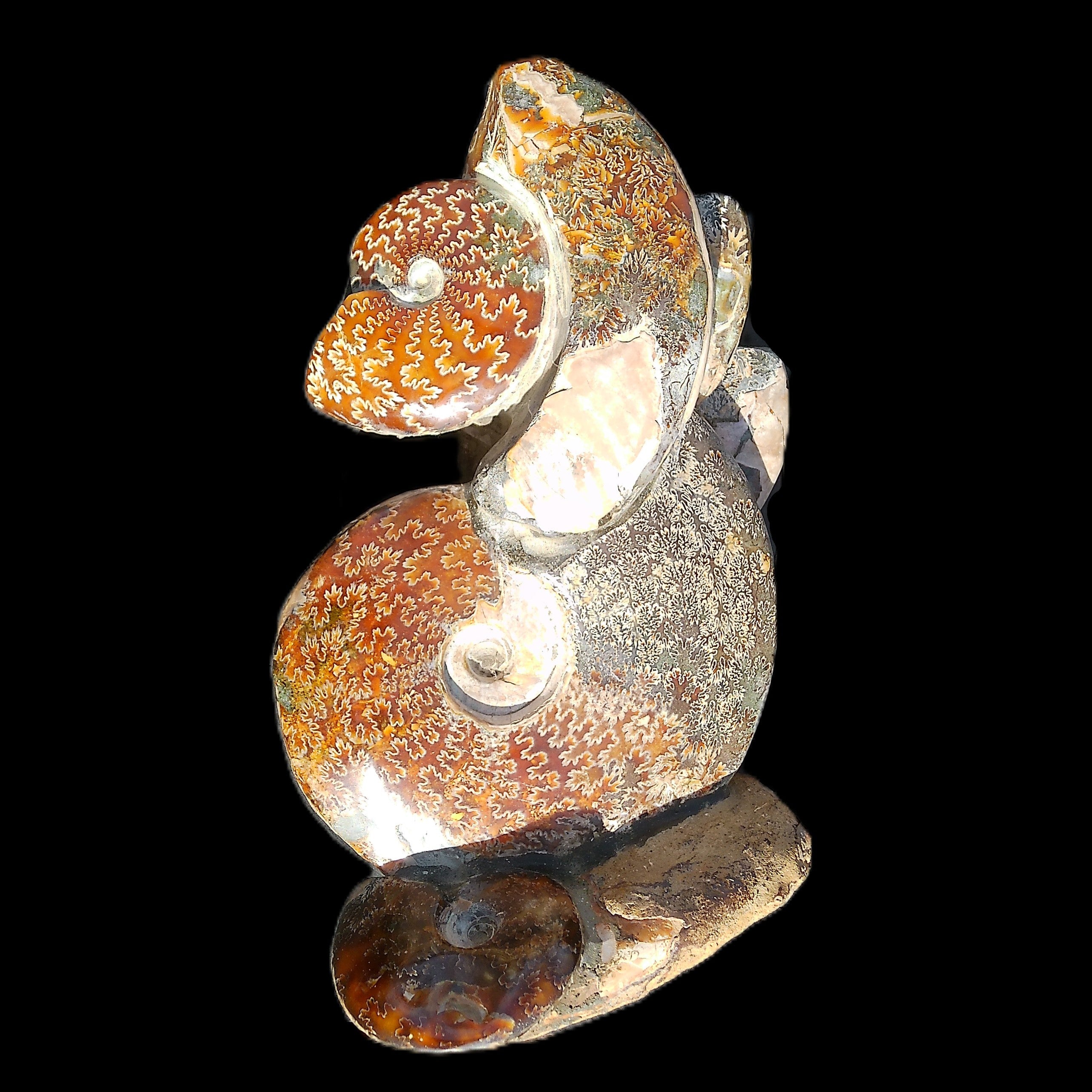 Large Ammonite specimen piece from Madagascar 310*190*120mm 4080g in sunlight - Rocks and Things Store