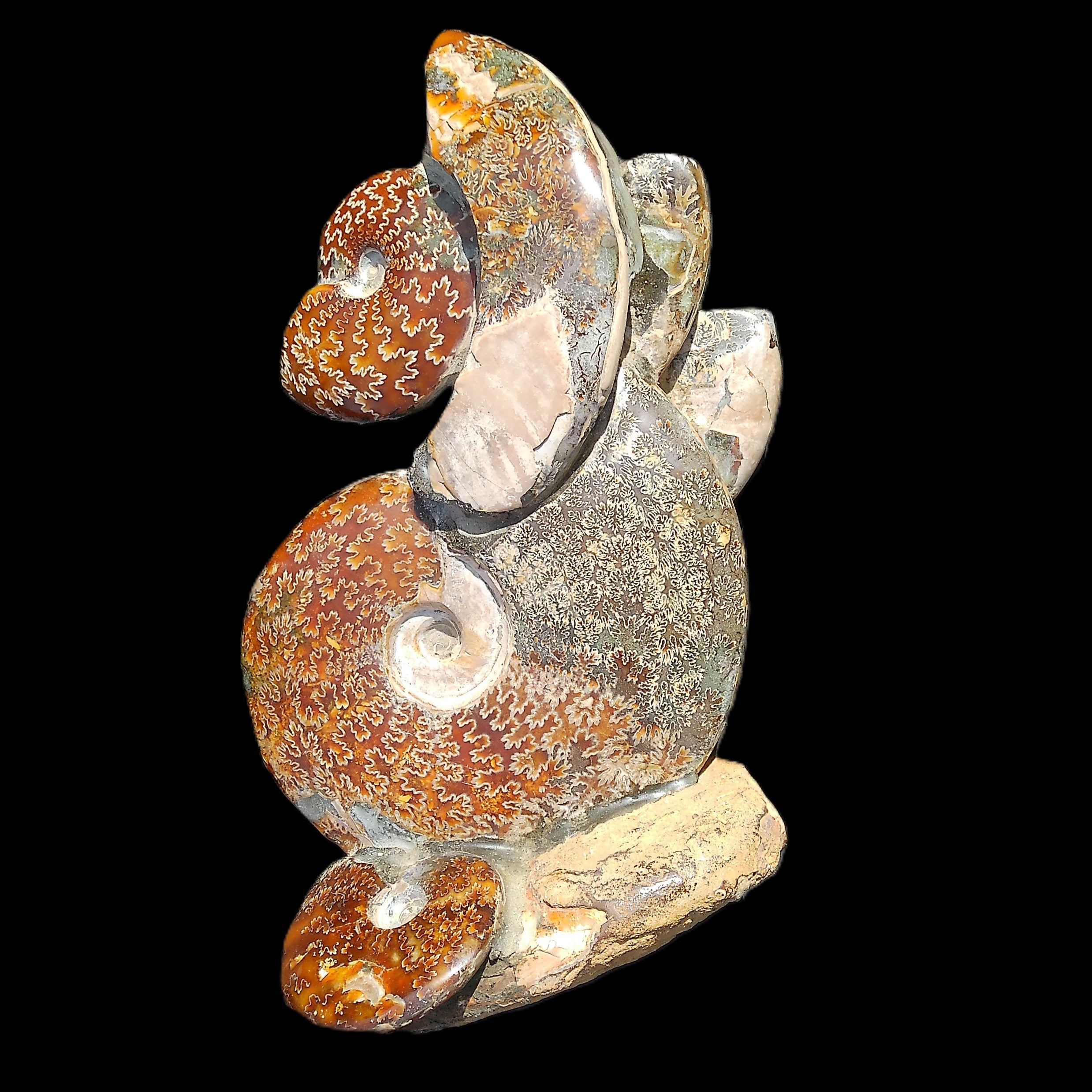 Large Ammonite specimen piece from Madagascar 310*190*120mm 4080g in sunlight - Rocks and Things Store