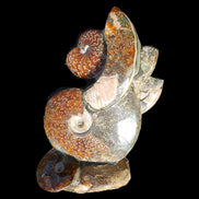 Large Ammonite specimen piece from Madagascar 310*190*120mm 4080g in sunlight - Rocks and Things Store