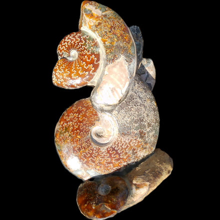 Large Ammonite specimen piece from Madagascar 310*190*120mm 4080g in sunlight - Rocks and Things Store