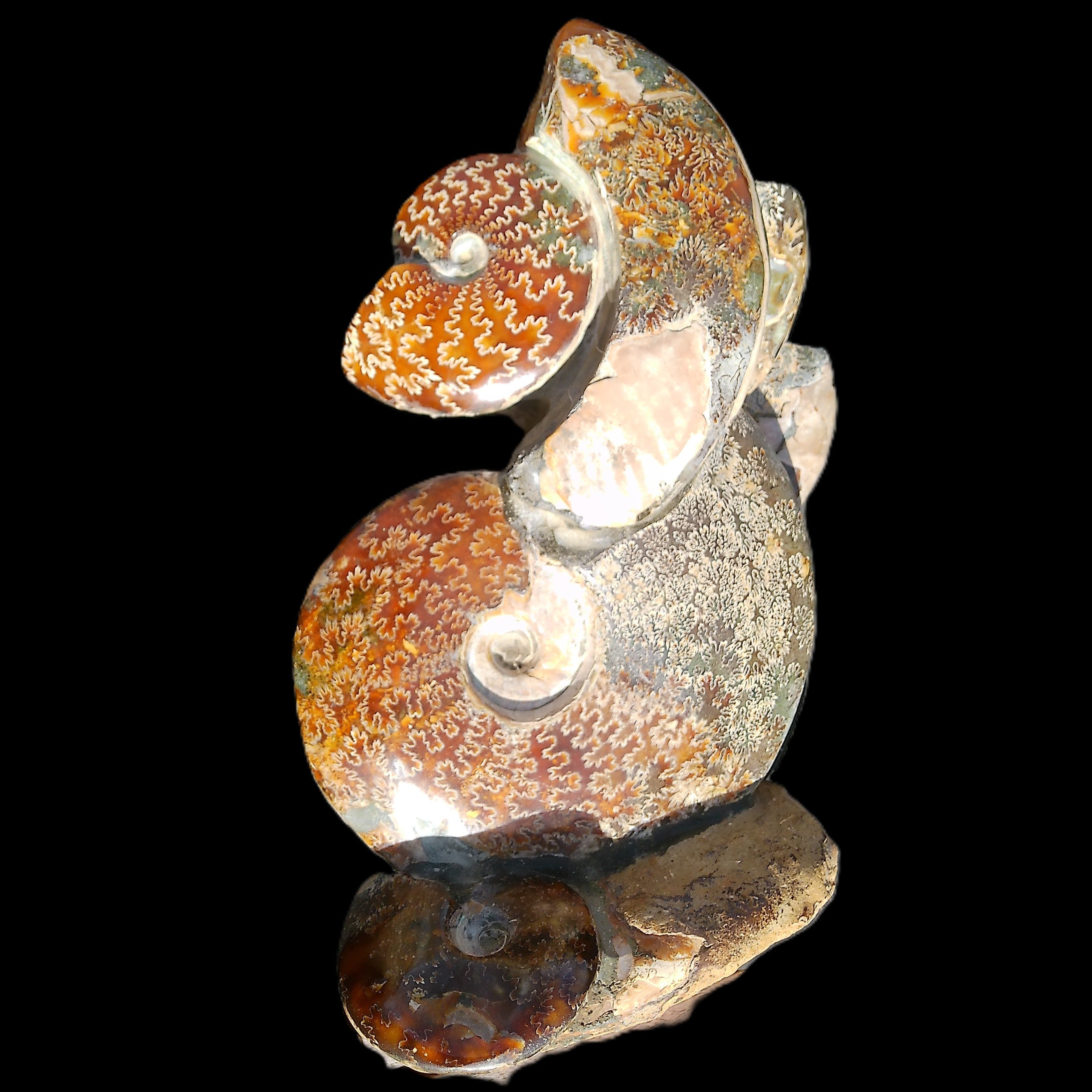 Large Ammonite specimen piece from Madagascar 310*190*120mm 4080g in sunlight - Rocks and Things Store