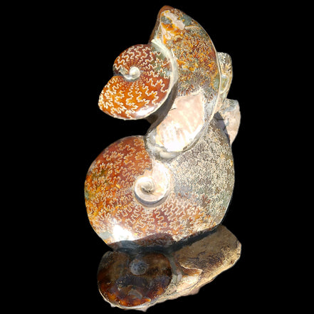 Large Ammonite specimen piece from Madagascar 310*190*120mm 4080g in sunlight - Rocks and Things Store