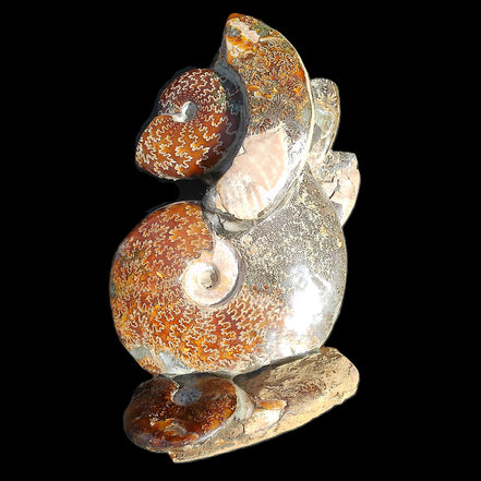 Large Ammonite specimen piece from Madagascar 310*190*120mm 4080g in sunlight - Rocks and Things Store