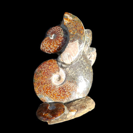 Large Ammonite specimen piece from Madagascar 310*190*120mm 4080g in sunlight - Rocks and Things Store