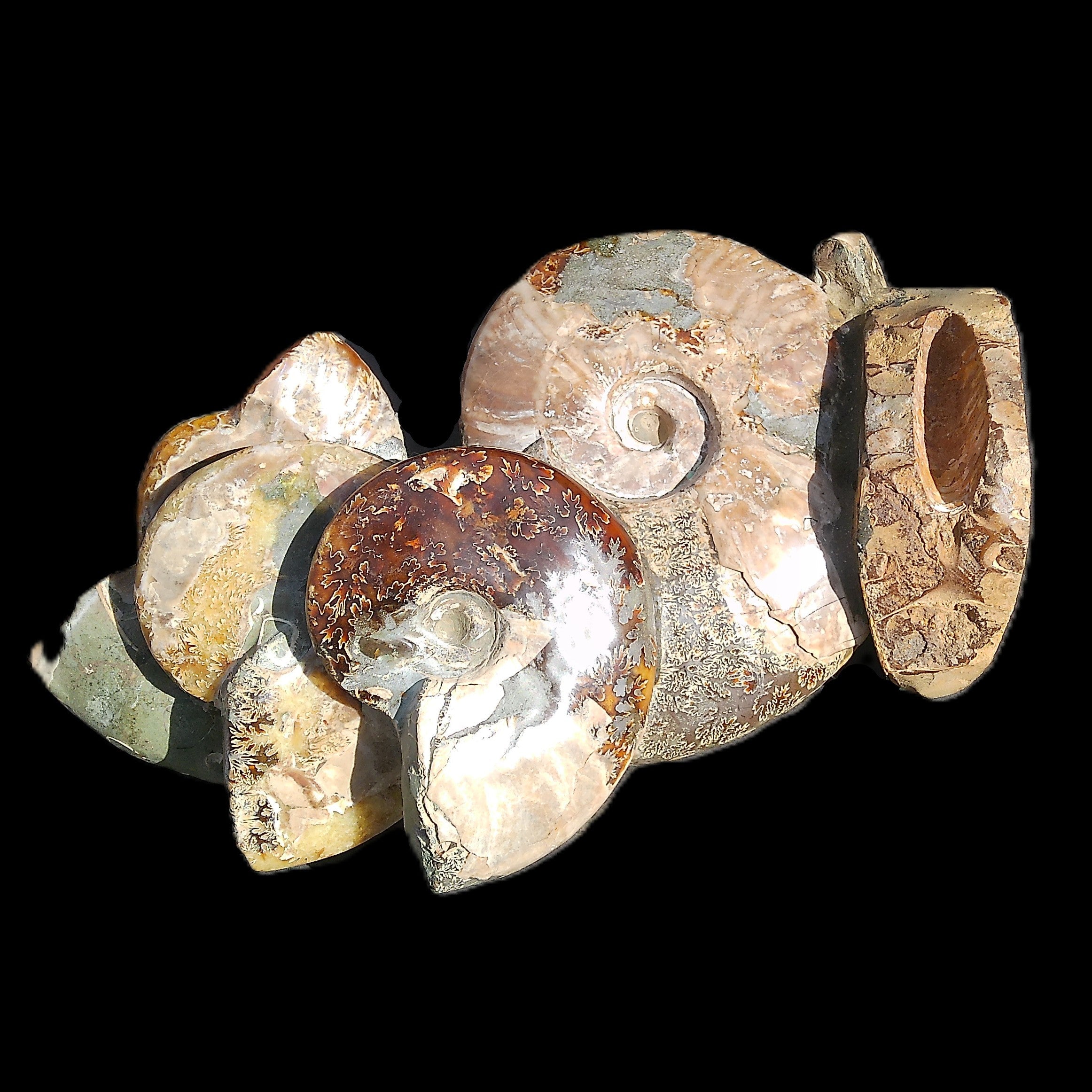Large Ammonite specimen piece from Madagascar 310*190*120mm 4080g in sunlight - Rocks and Things Store