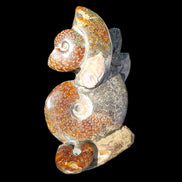 Large Ammonite specimen piece from Madagascar 310*190*120mm 4080g in sunlight - Rocks and Things Store