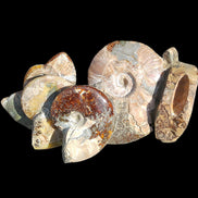 Large Ammonite specimen piece from Madagascar 310*190*120mm 4080g in sunlight - Rocks and Things Store