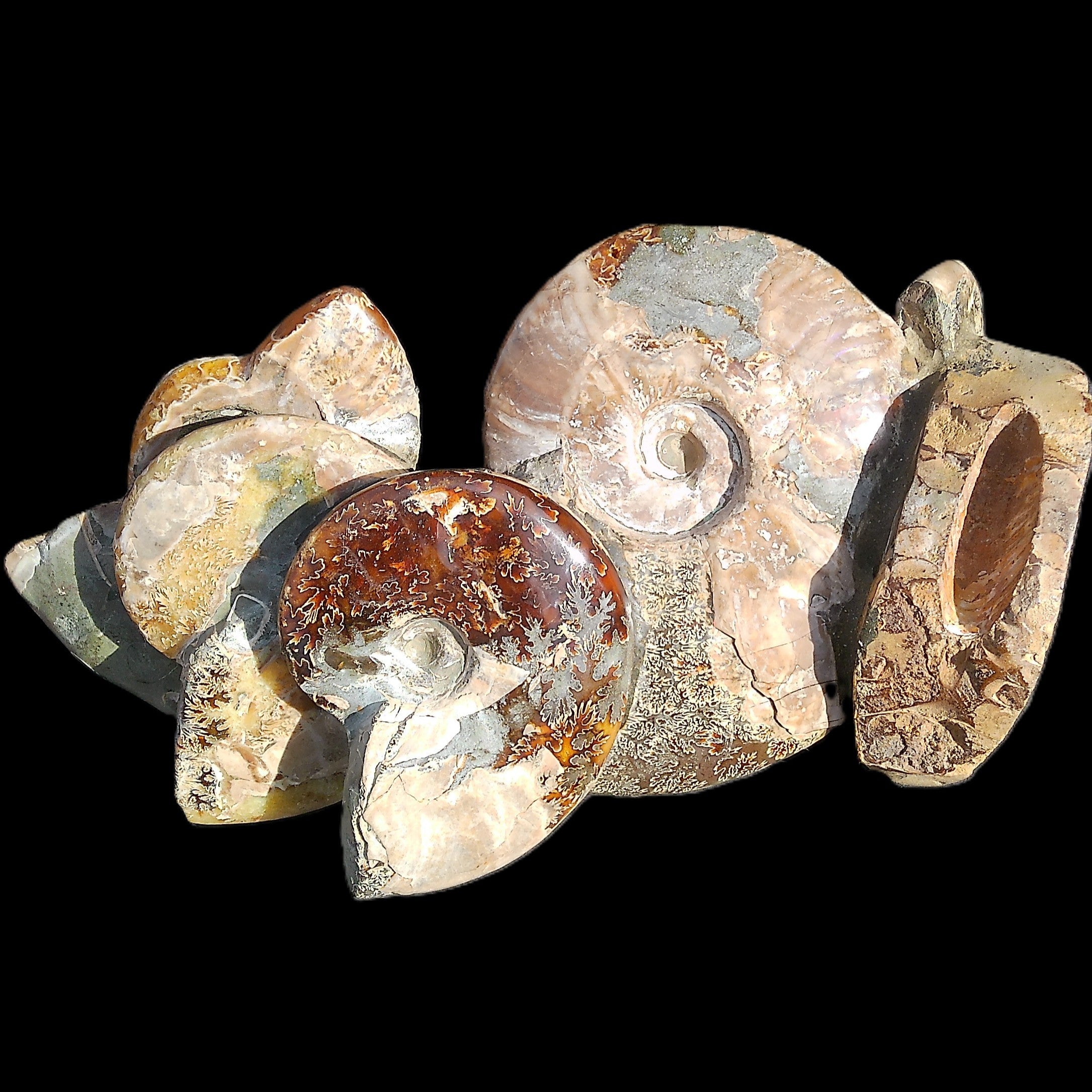 Large Ammonite specimen piece from Madagascar 310*190*120mm 4080g in sunlight - Rocks and Things Store