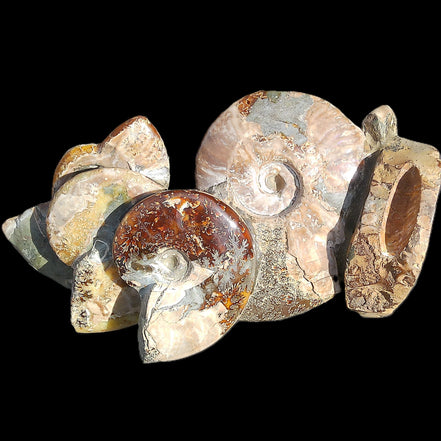 Large Ammonite specimen piece from Madagascar 310*190*120mm 4080g in sunlight - Rocks and Things Store