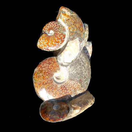 Large Ammonite specimen piece from Madagascar 310*190*120mm 4080g in sunlight - Rocks and Things Store