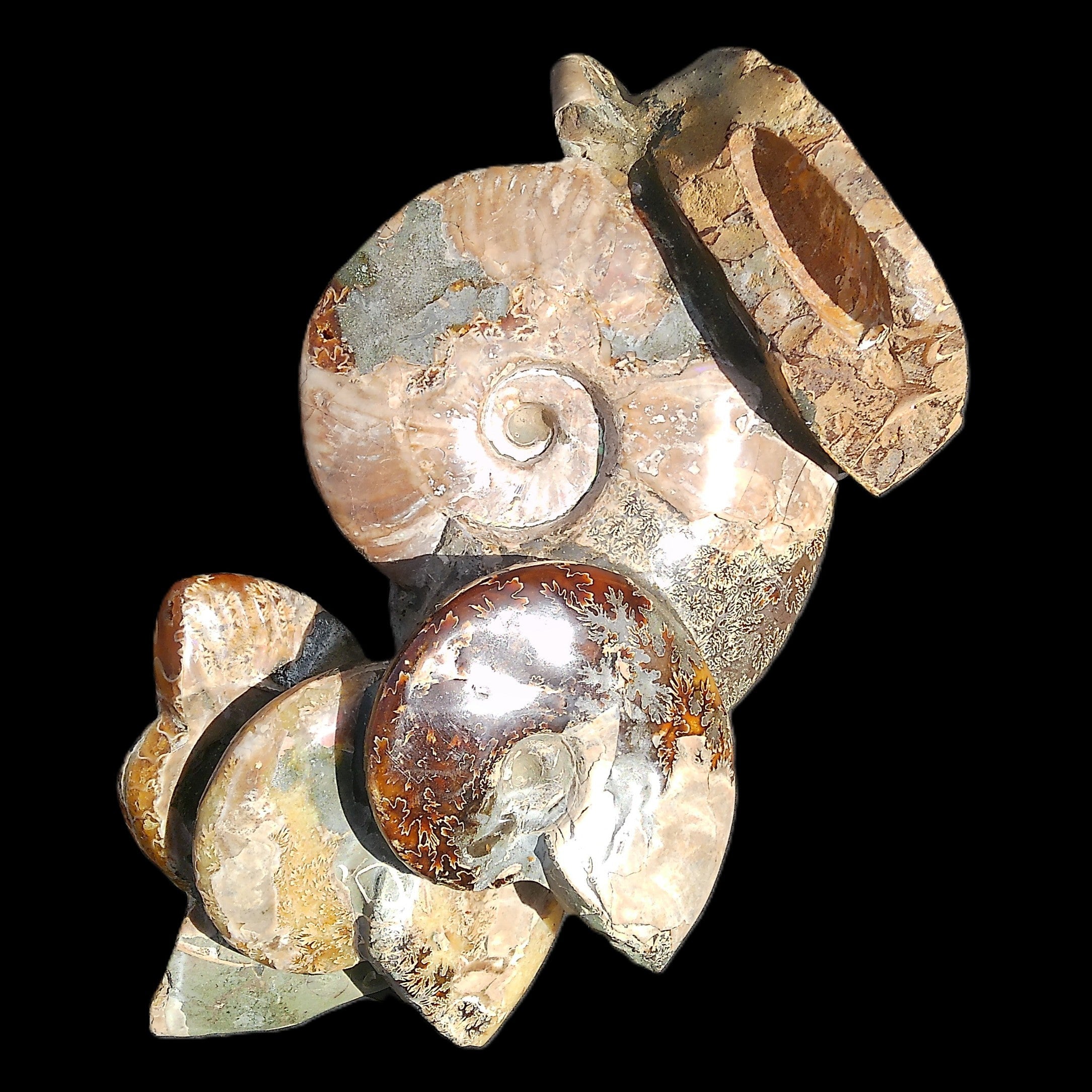 Large Ammonite specimen piece from Madagascar 310*190*120mm 4080g in sunlight - Rocks and Things Store